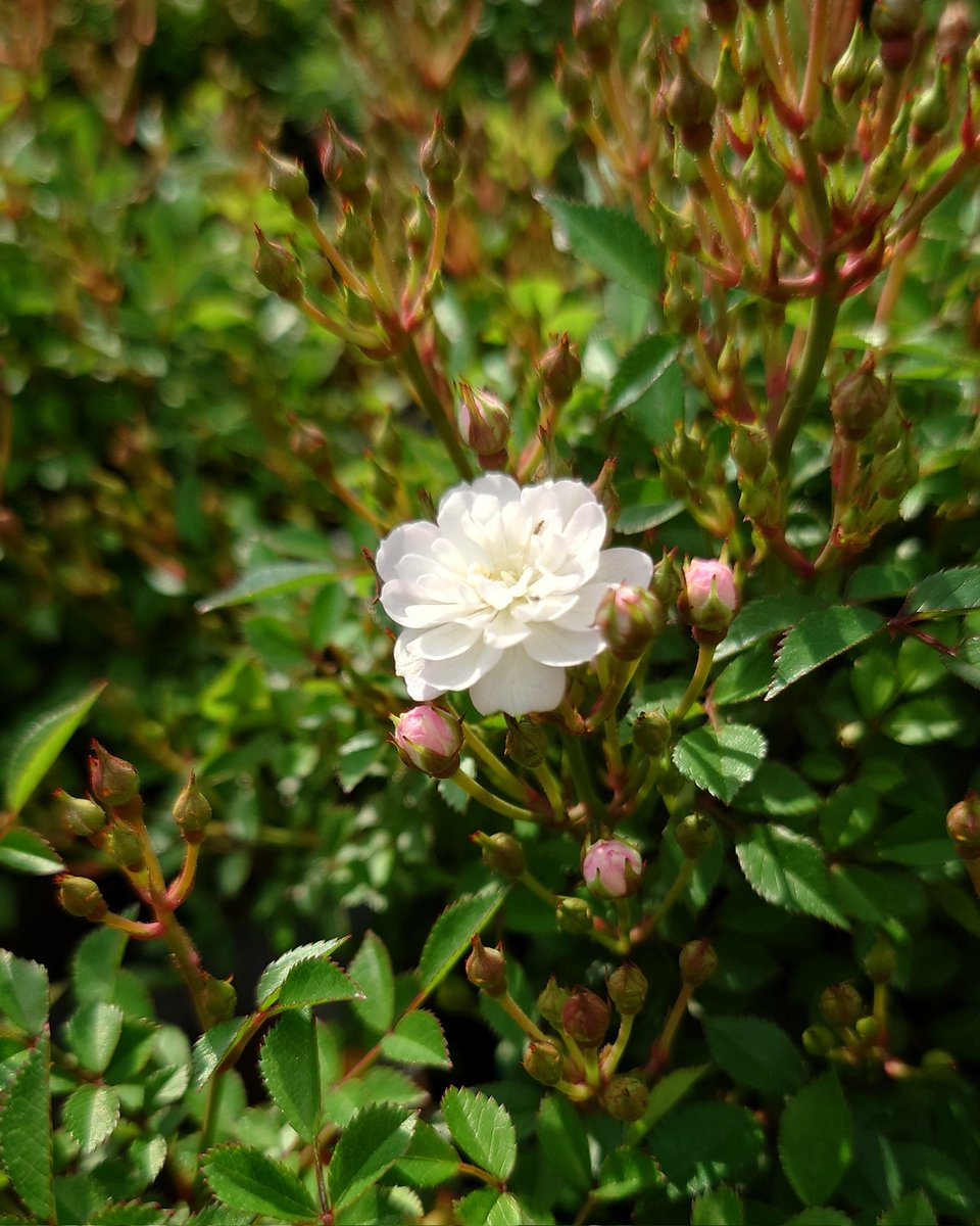 忽滑谷 史記 @Apple Roses (@f_nukariya) / Posts / X