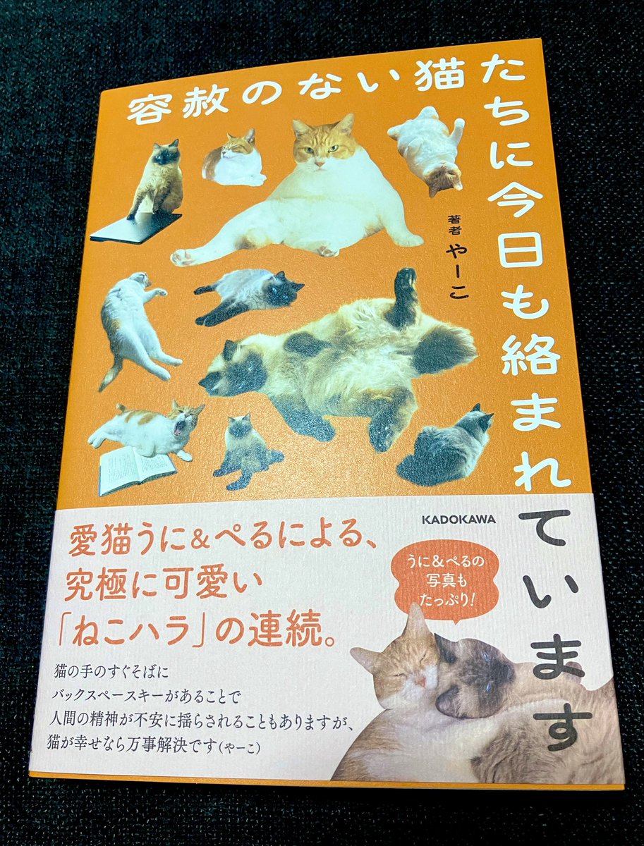 やーこさんの新刊‼️🐾

「容赦のない猫たちに
今日も絡まれています」😸😸

サイン✍🏻入り届きました✨
楽しく読ませていただきます☺️

#やーこ
#容赦のない猫たちに今日も絡まれています
 #うにぺる