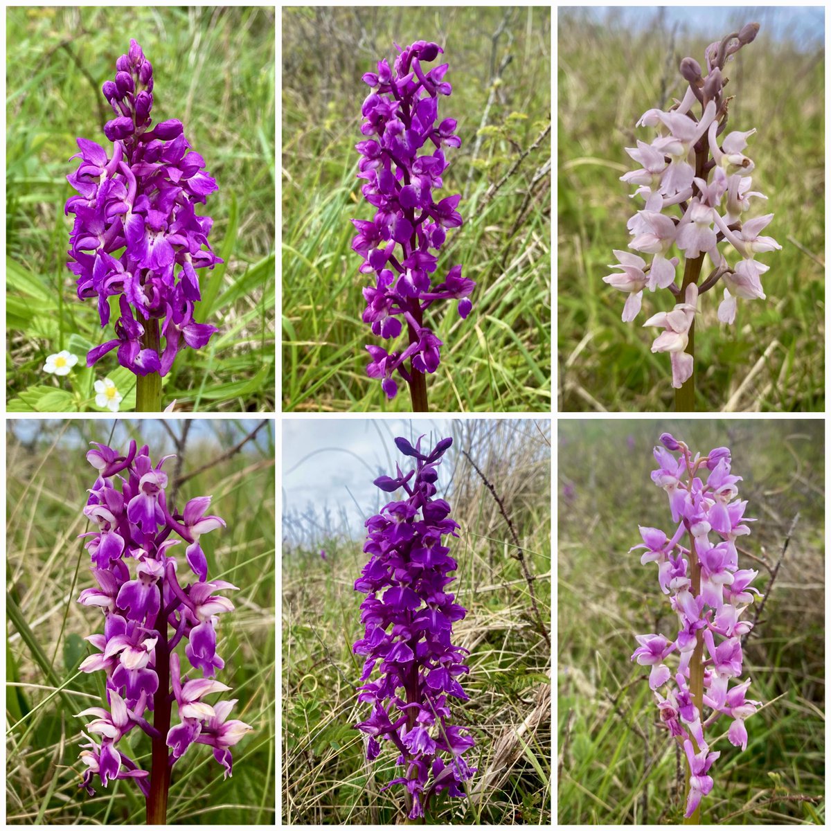 StevePa46290725's tweet image. Some nice variation in Early-purple Orchids (Orchis mascula) on the dunes at Kenfig this weekend. Lovely. #orchid @KenfigWarden