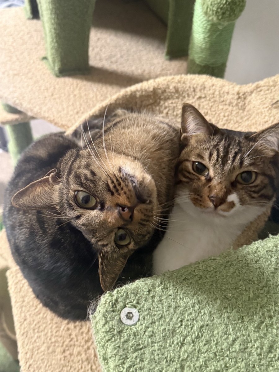 ﾔﾏﾀﾞ tweet media