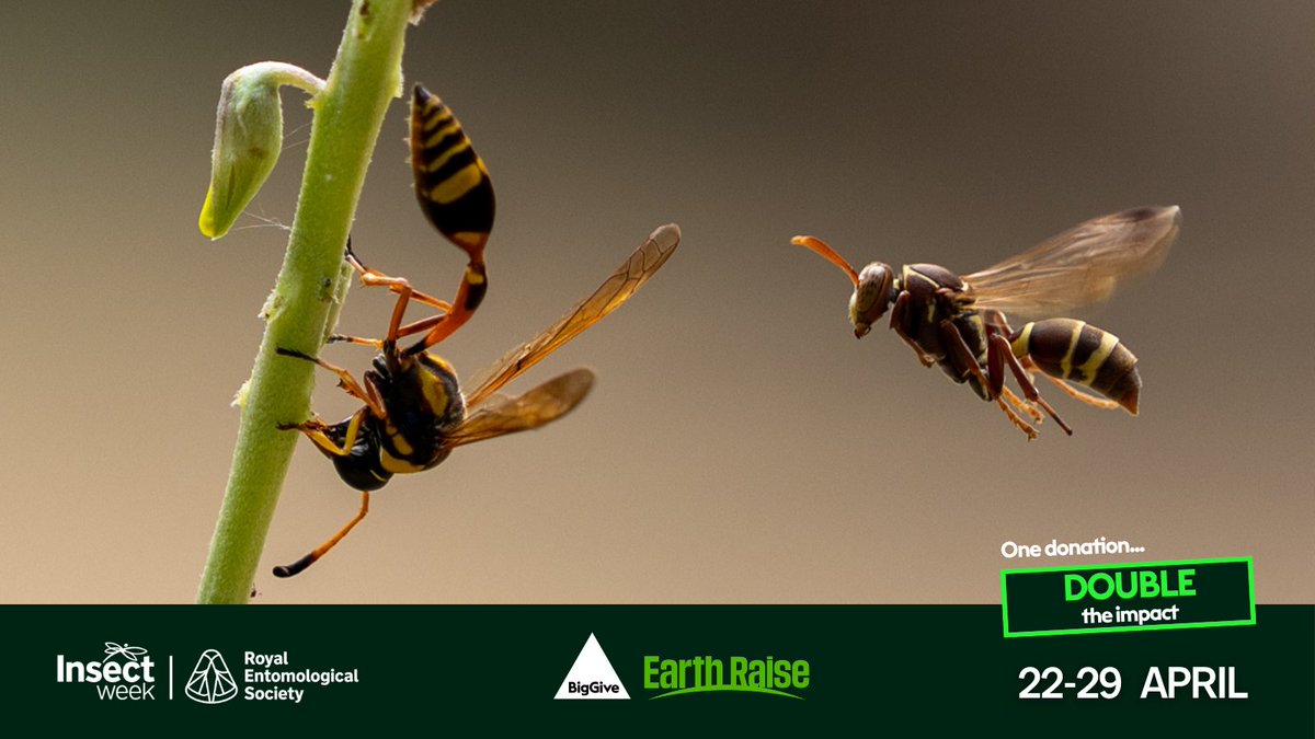 Royal Entomological Society tweet media