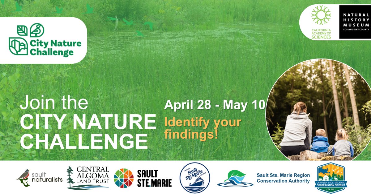 ssmrca's tweet photo. Calling City Nature Challenge participants! 📣

From April 28 - May 10, 2026, make sure to identify the plants, animals, and nature you posted for the City Nature Challenge. 

#CityNatureChallenge2026 #sustainableSSM https://t.co/1NLgxJOGPJ