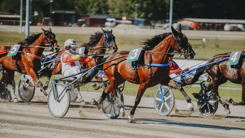 Inizia il countdown: l’Ippodromo Ghirlandina si prepara per il Gran Premio Tito Giovanardi. - ilportaledelcavallo.it/?p=86076