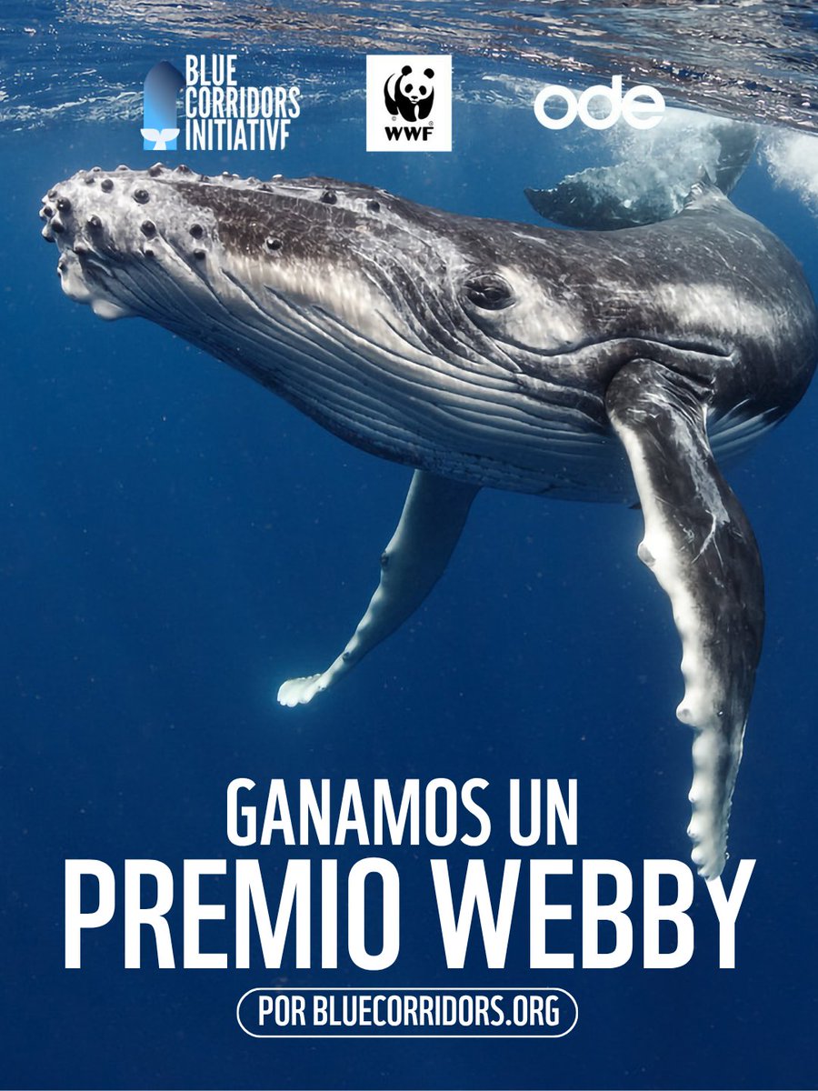 WWFChile's tweet photo. 🐋La  plataforma https://t.co/rK4ZJGEQI7 ganó un Premio Webby 2026 en la categoría  de Mejor Visualización de Datos, reconociendo una colaboración global  para ver en línea datos de  migración de ballenas, los crecientes  riesgos oceánicos y las soluciones de conservación.

💻  Considerados por The New York Times como el “máximo galardón de  Internet”, los premios Webby son otorgados por la Academia Internacional  de Artes y Ciencias Digitales (IADAS), la principal organización  internacional de  premios que reconoce la excelencia en Internet.