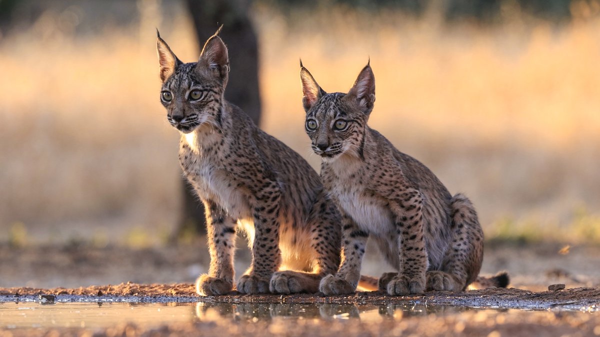 giveashitnature's tweet image. In 2002, fewer than 100 Iberian lynx existed in the world.

They were the most endangered cat on Earth. Roadkill, habitat loss, and the collapse of their main prey (European rabbit) drove them to two isolated populations in southern Spain. 

The species was a few bad years of