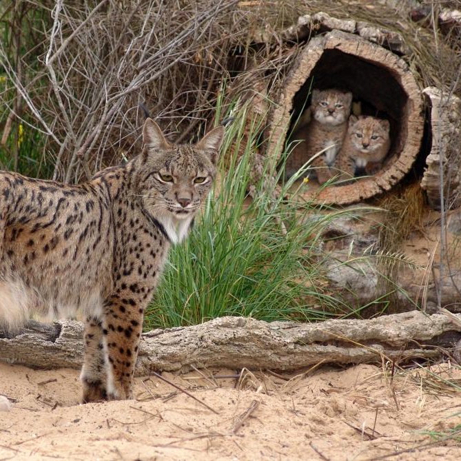 giveashitnature's tweet image. In 2002, fewer than 100 Iberian lynx existed in the world.

They were the most endangered cat on Earth. Roadkill, habitat loss, and the collapse of their main prey (European rabbit) drove them to two isolated populations in southern Spain. 

The species was a few bad years of