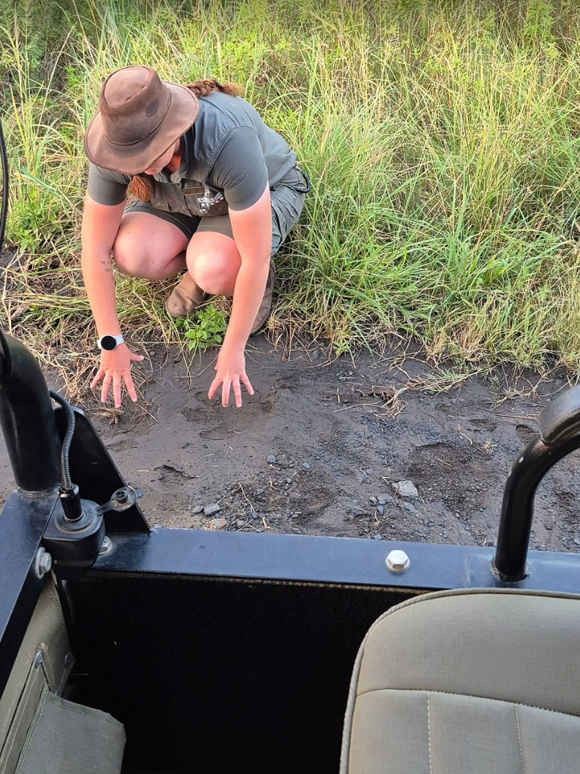 NambitiPlains's tweet image. A #plainsmoment of tracking.

Reading the story written in the mud, one footprint at a time.

📸 Jayne2808, TripAdvisor

#tracking #wildlife #Nambitiplains #ladysmith #suite #southafrica