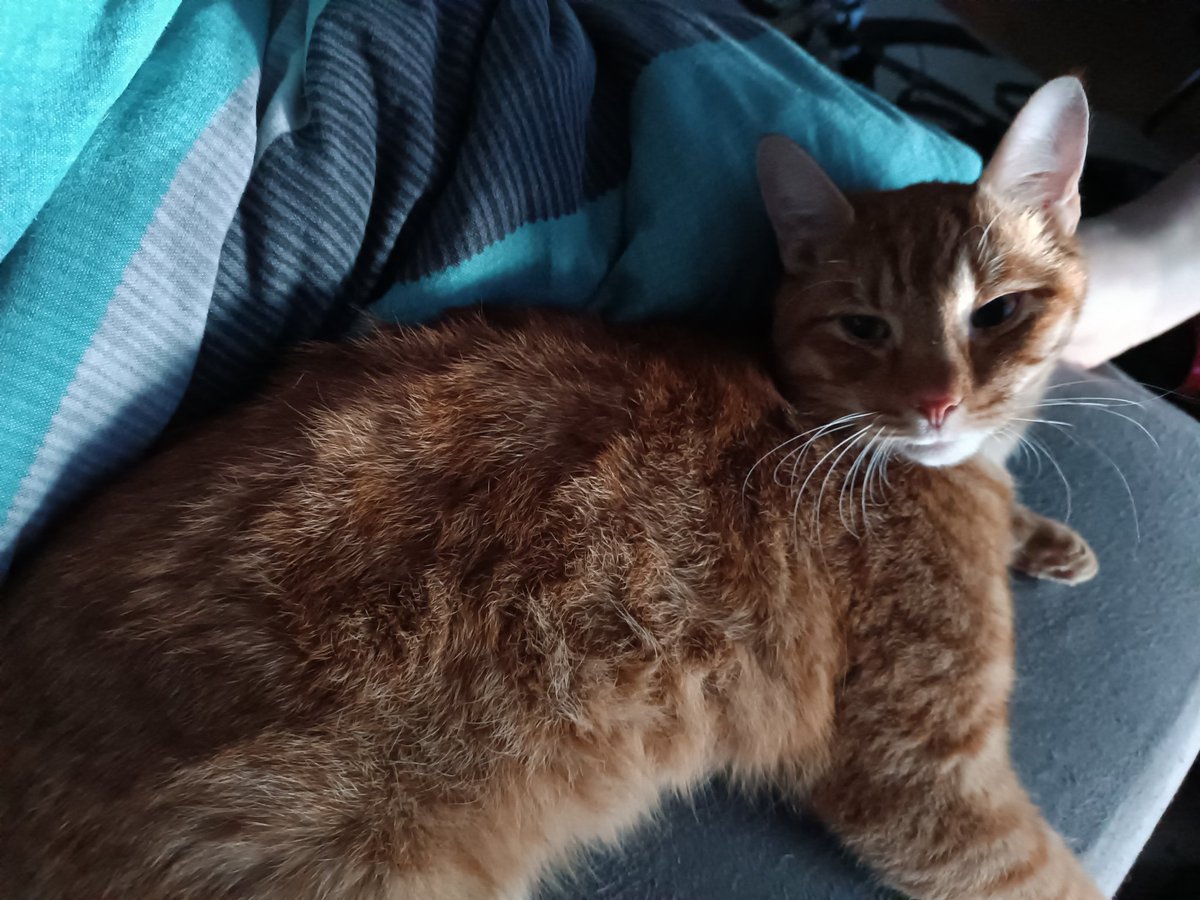 Arenjas's tweet photo. Dieses Bett hat nie dir gehört 😼 https://t.co/jfizchPS8F