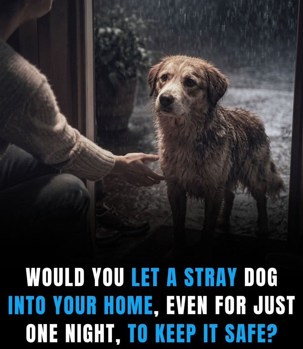 misra_saum96394's tweet image. I’ve opened my door to shivering strays before, and I’d do it again in a heartbeat. That shift from a wet, terrified soul to a safe, sleeping friend is a privilege. A single night of shelter can change a life. Be the warmth in a cold world. 🐕🏠🌧️

#Rescue #StrayDogs #Kindness