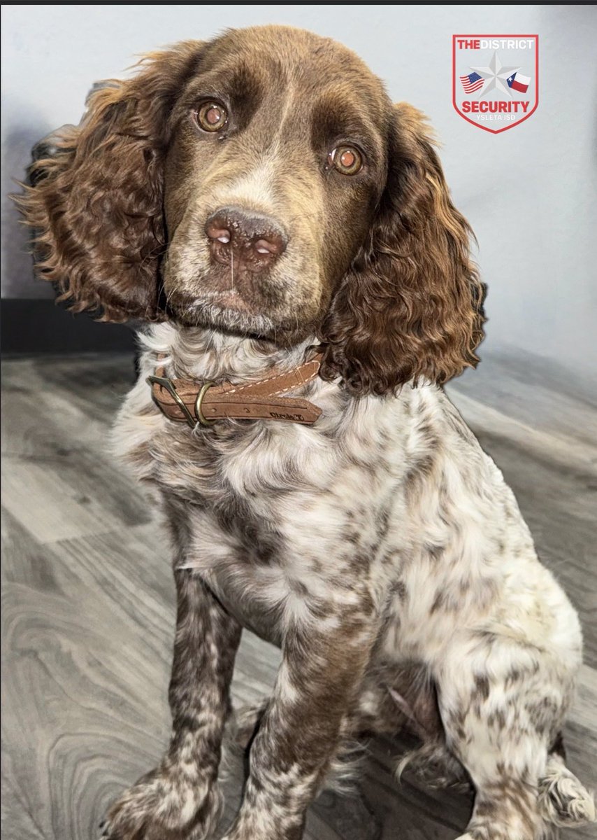 YISD_Security's tweet photo. Please join us in welcoming the newest addition to our Safety &amp; Security Department     SKYE! 💙

Skye is ready to serve, protect, and bring a whole lot of heart to our team. We’re excited to have her on board and can’t wait for everyone to meet her!

Welcome to the team, Skye! https://t.co/a8X698vujJ