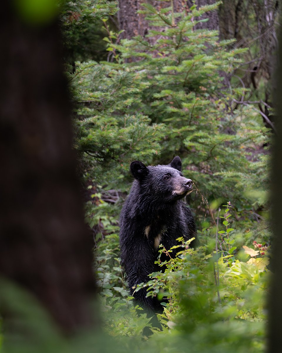 Elite_Archery's tweet photo. Spring's here. The country's waking up. And after a long winter in the den, bears are out chasing wherever the food hits first.

The country's alive again. Are you out there?

#SpringBear #BearHunting #BowHunting #Backcountry #EliteArchery https://t.co/DCAomed8oX
