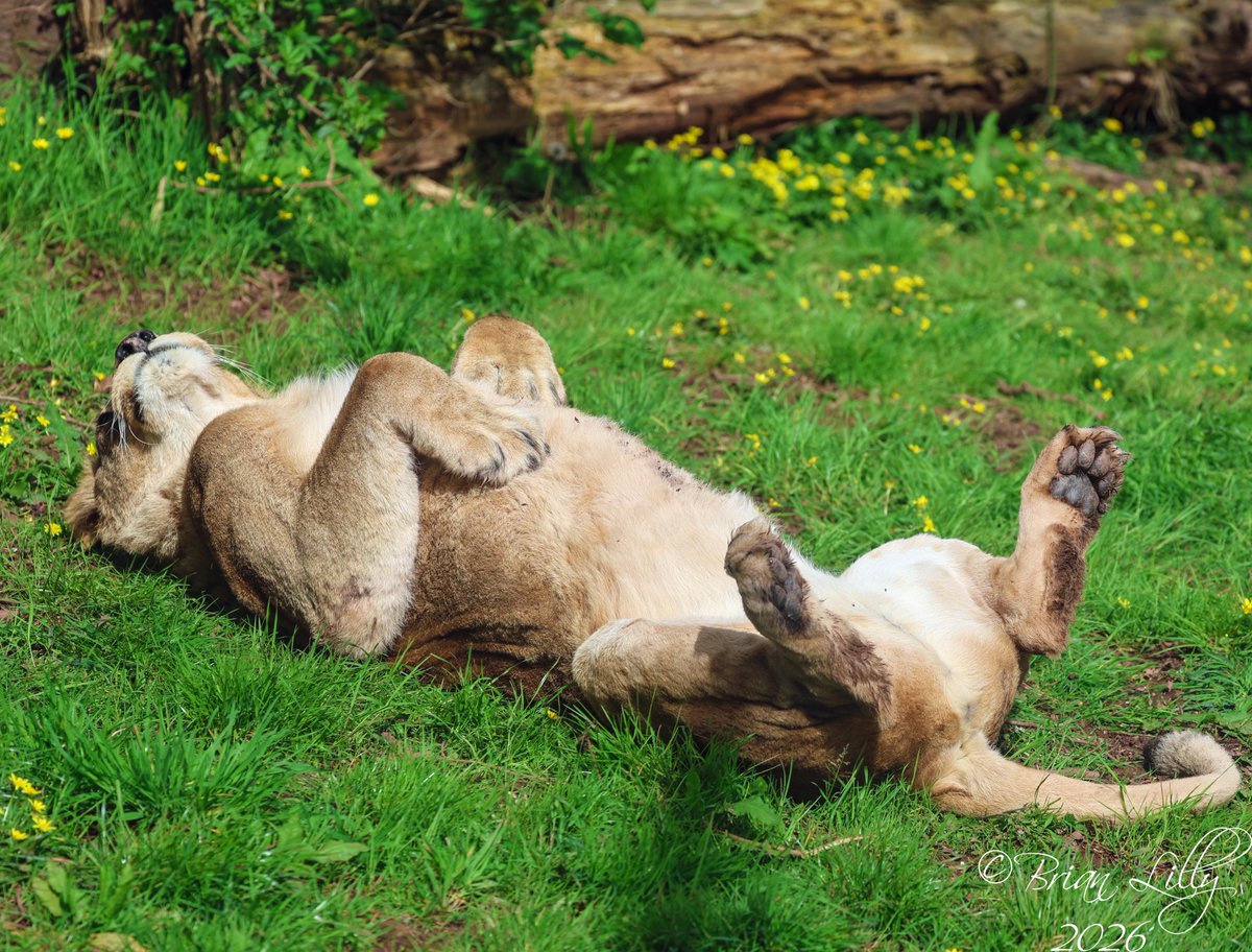 brglilly's tweet image. One of the African lionesses looking very chilled in the spring sunshine @PaigntonZoo #lioness #mammals