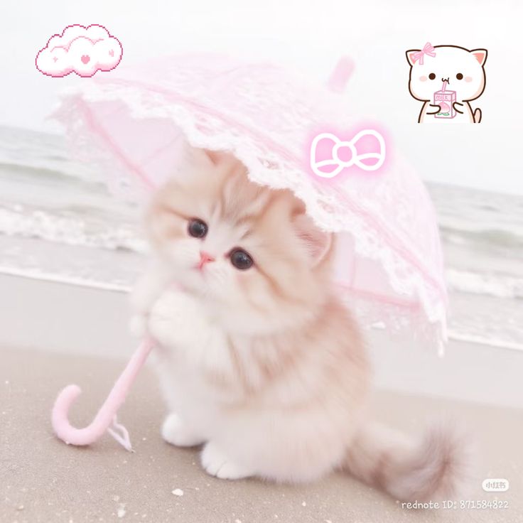 taakekumoo's tweet image. #promotwt , #moothunt day 3 .ᐟ

   . ݁༉. ‧ 4teen , ⟢𝓇  hez  ∿
                 he . ifb

   🪽      ‧ .ᐟ    dni racists, nazis, fascists, etc..
                                    (¬`‸´¬)
       ࿐༘⋆᭡. ‹𝟹ˎˊ˗.  🐇
  ৎ୭᭪   #shtwt  #yaoitwt  #988twt #edtwt   #shedtwt