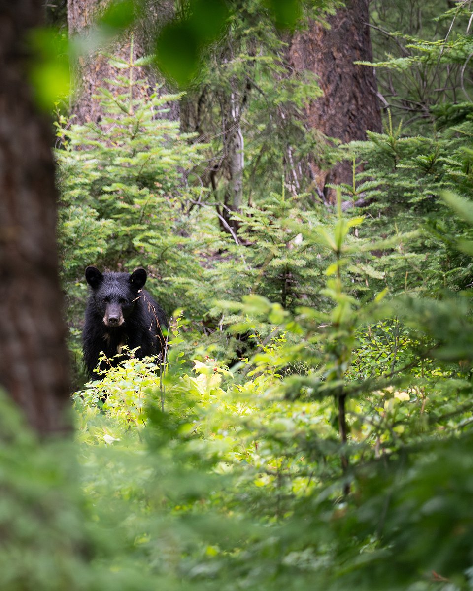 Elite_Archery's tweet photo. Spring's here. The country's waking up. And after a long winter in the den, bears are out chasing wherever the food hits first.

The country's alive again. Are you out there?

#SpringBear #BearHunting #BowHunting #Backcountry #EliteArchery https://t.co/DCAomed8oX