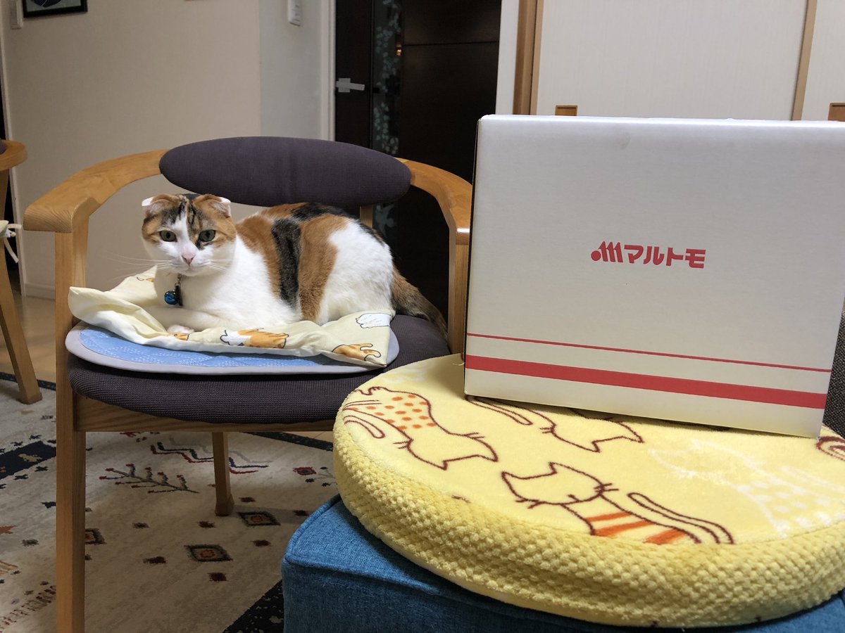 三毛猫「めい」たん@しおけい tweet media