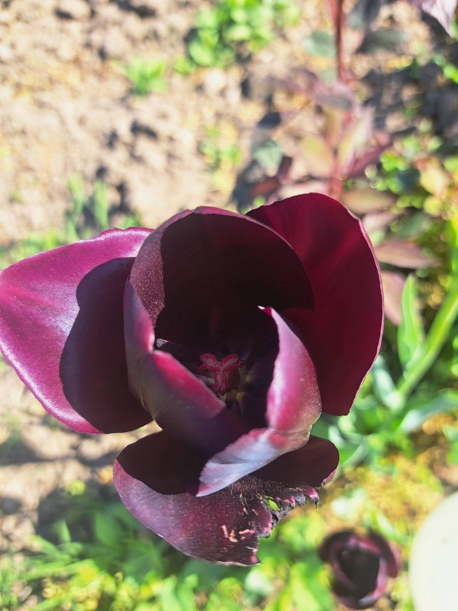 angelicaio81153's tweet image. Let your soul unfold gently , like a tulip opening to the morning sun , but not to everyone🌷

The first tulip flower , Countryside Romania 
#closeup #flower #photography