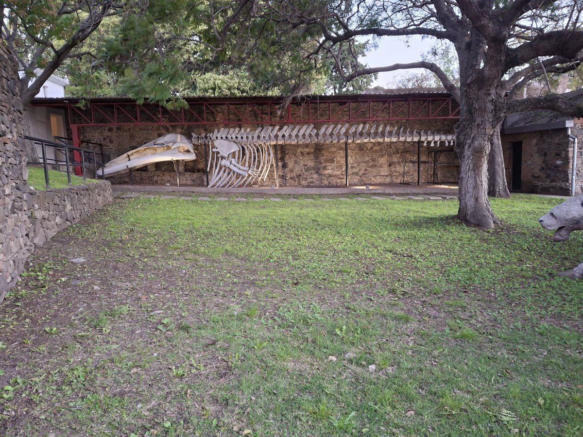RodrigoVeridia2's tweet photo. Instituto de paleontologia da cidade de Colonia de Sacramento, Uruguai.
Estou em casa... https://t.co/YEEKAb2fNl