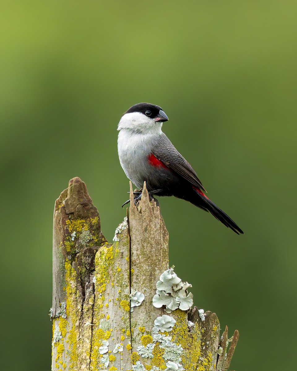 Kenyanbirder tweet media