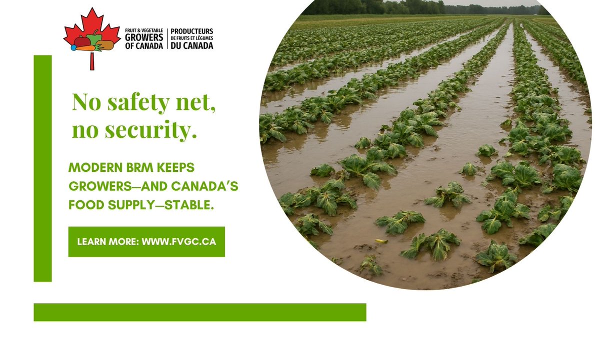 FVGC_PFLC's tweet image. On Thursday, Catherine Lessard, Chair of FVGC’s Business Risk Management Working Group, will appear before the #AGRI Committee as part of its study on agricultural business risk management programs.

Catherine will bring forward the realities facing fruit and vegetable growers
