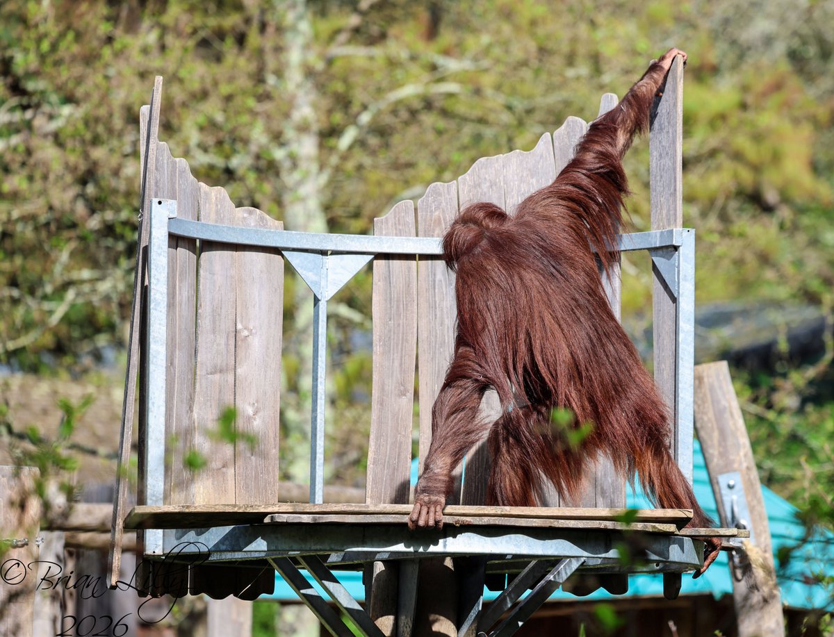 brglilly's tweet image. Natalia trying to vandalise the platform @PaigntonZoo #orangutan #primates