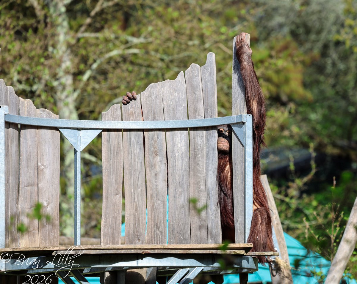 brglilly's tweet image. Natalia trying to vandalise the platform @PaigntonZoo #orangutan #primates
