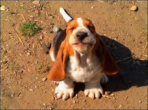 SiliGremlin tweet media