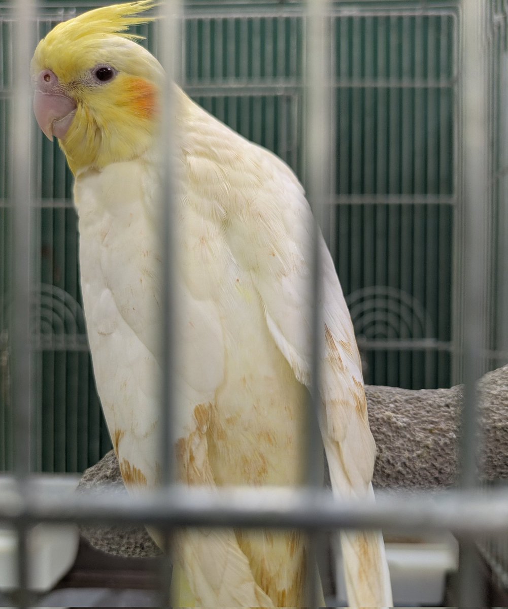 べるを商店🐥 tweet media