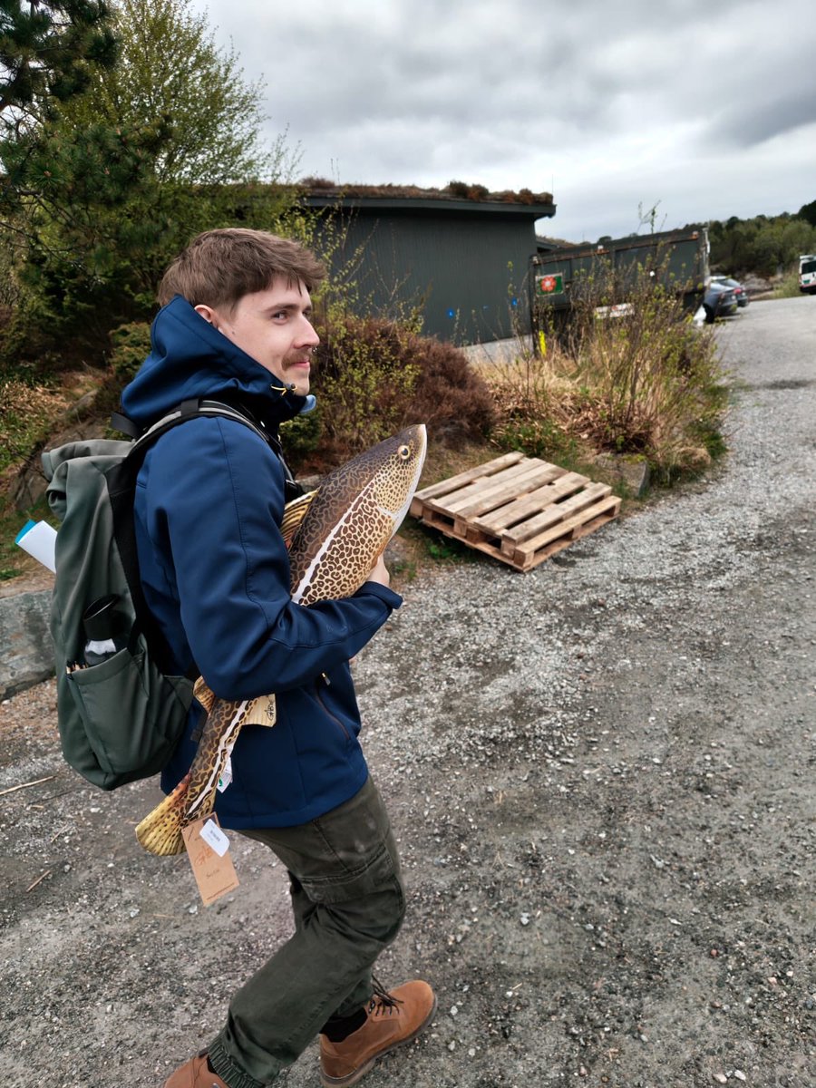 Above average rat tweet media