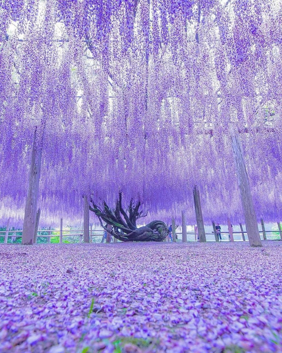 世界の絶景 tweet media