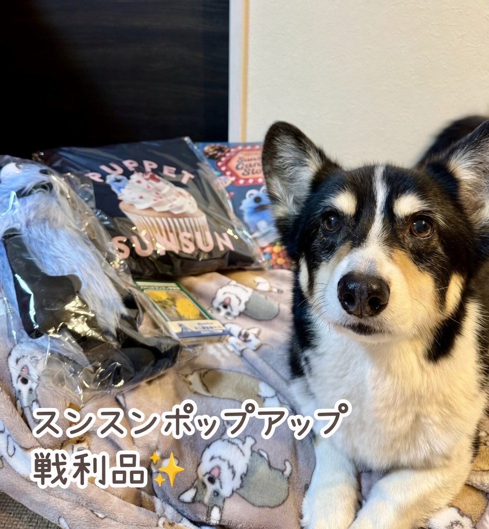 俄（aby_corgi）🐈🐕 tweet media