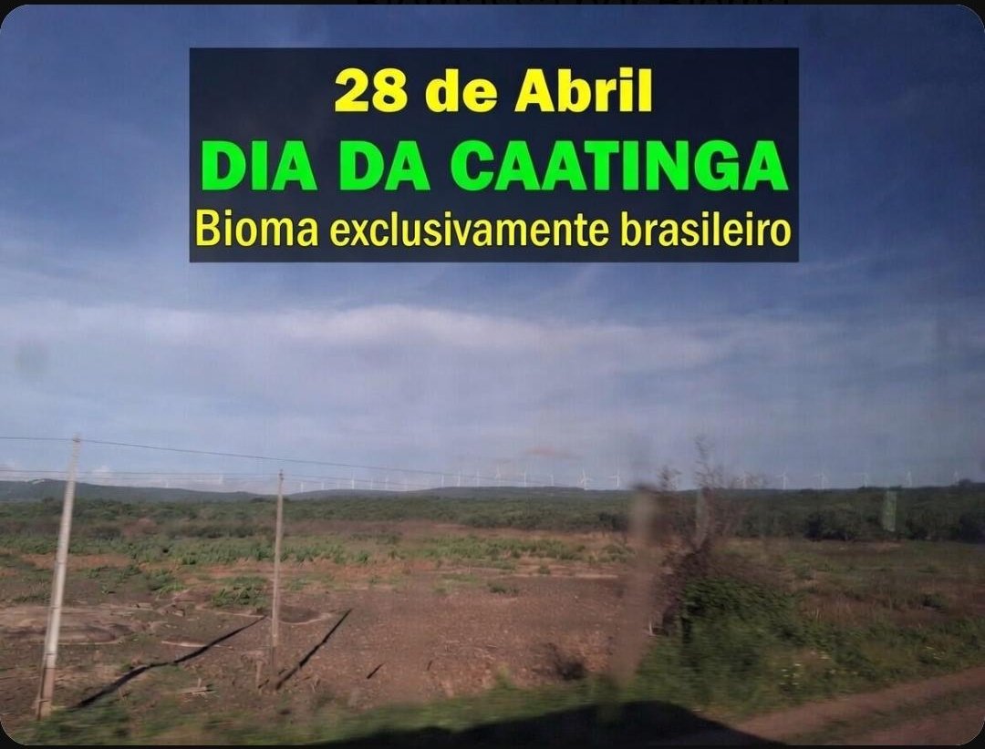 XicoAlexndre's tweet image. DIA DA CAATINGA

Energias renováveis, sim.
Porém, com #sustentabilidade.