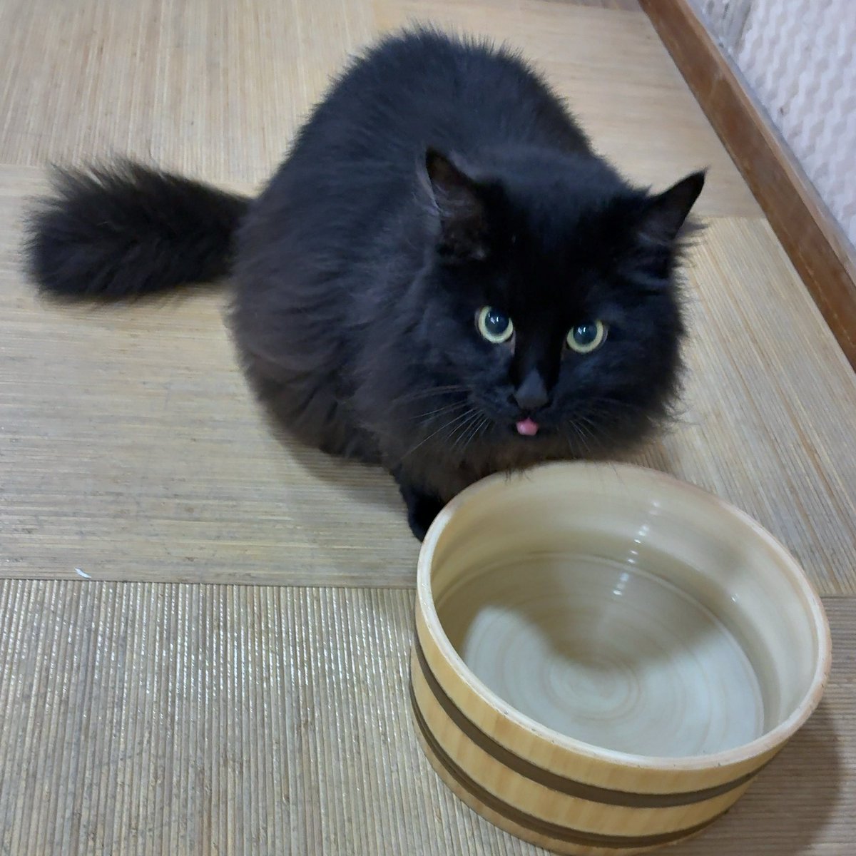 1ABE307's tweet photo. 脱衣所で桶の水飲んでるネッコ https://t.co/FHiKDJVK3X