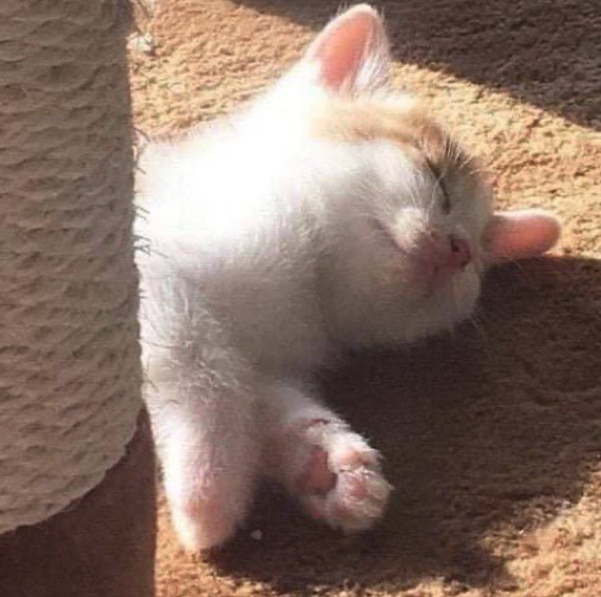 Cat is life ~猫は人生~ tweet media