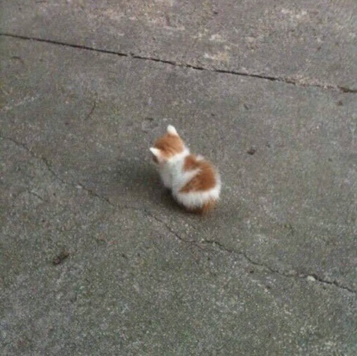 Cat is life ~猫は人生~ tweet media