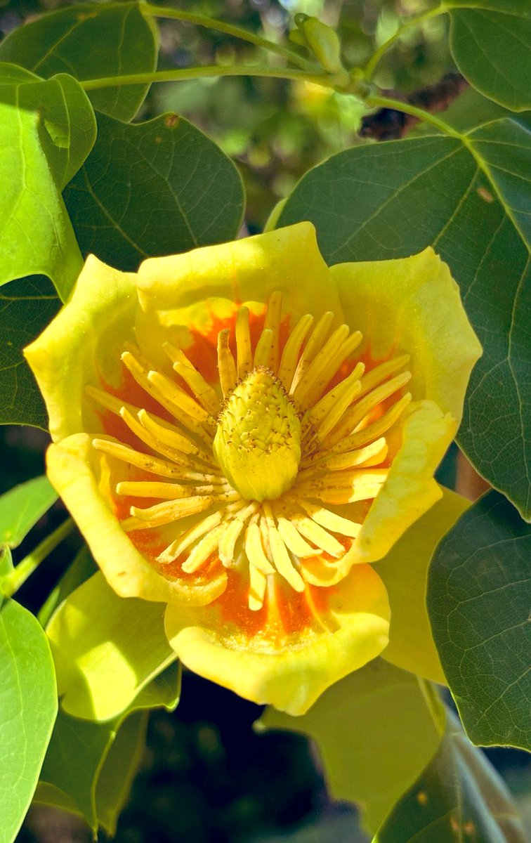 TipDuval's tweet image. Tuliptree
flowers
imitate
the rising sun
later today
spring
showers
with scattered
thunder
and lightning
 
#vss365 #poetry #lightning