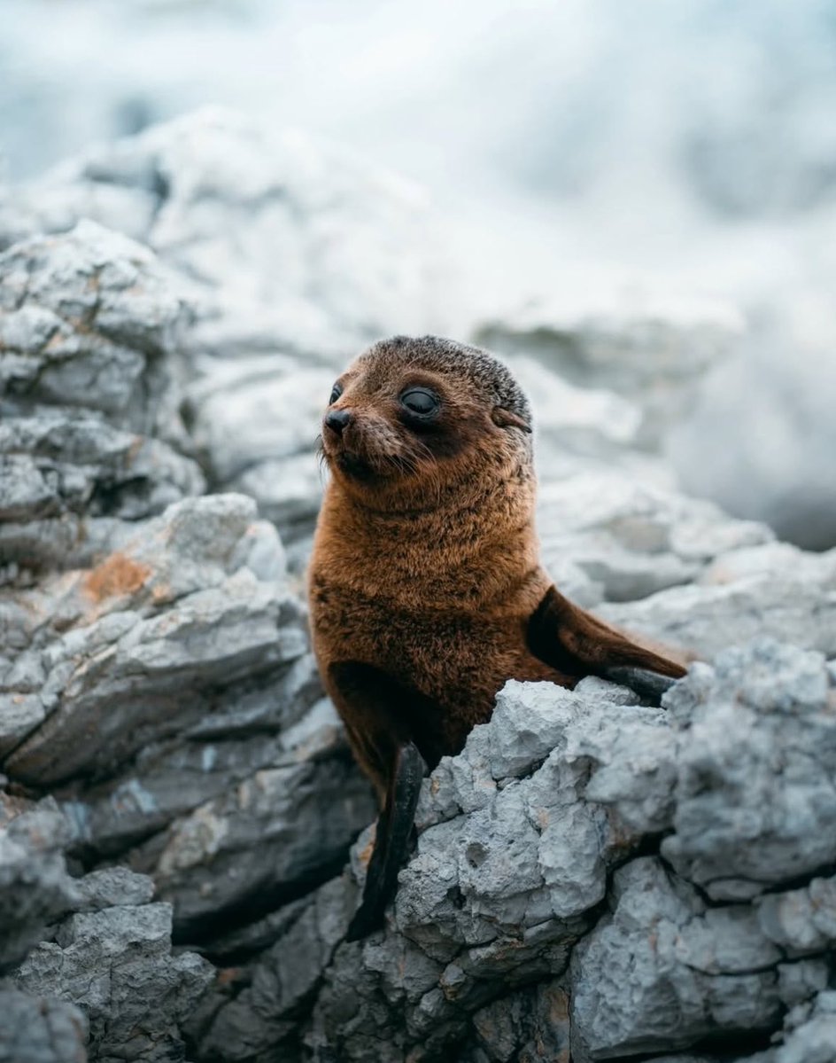 Curious New Zealand fur seal pups exploring the coastline | Photo by long.explorer