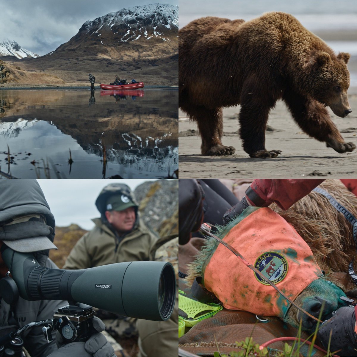 discodantheman's tweet photo. This week on Hard Truths of Conservation, join us as we travel to Kodiak, AK to take a closer look at North America’s largest predator…the brown bears.

Don’t miss the “The Bear” this Sunday, May 3rd, at 8:30AM Eastern, on the Discovery Channel. https://t.co/hVWH0dQfku
