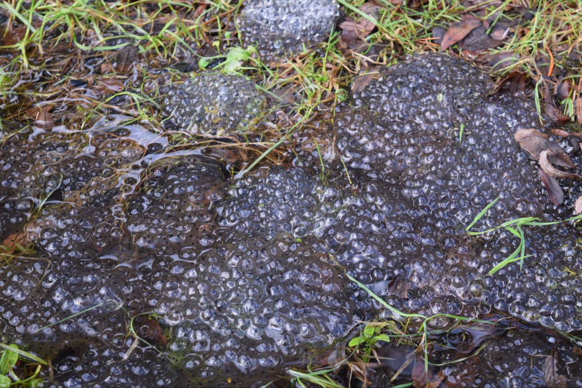 Elizabcullen's tweet image. Alphabet Challenge Day F

Frogspan 

#Photography #Photograph