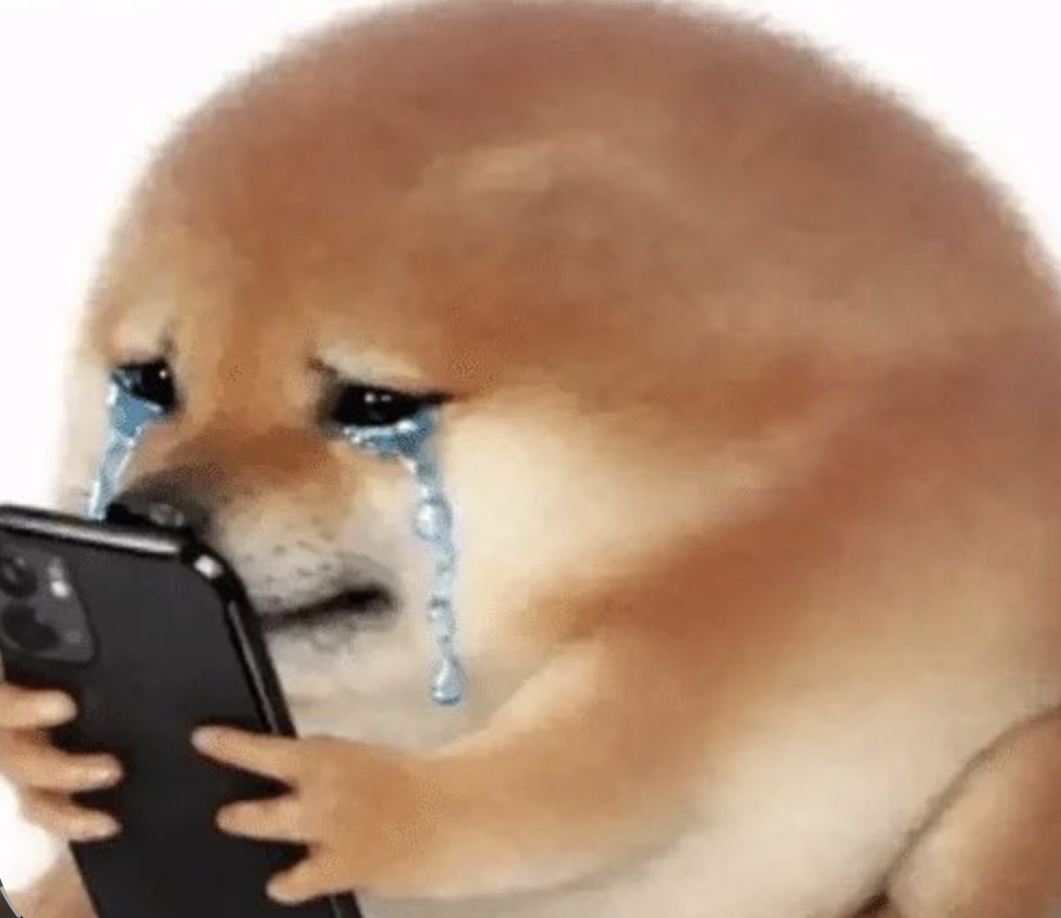 xsleepzy's tweet photo. how the dog doin https://t.co/7SPl13KArZ
