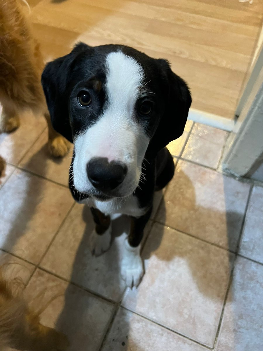 Vino’nun bebeklerinden biri Çandarlı Dikili taraflarında kaybolmuş 😞Bulup korumaya alana para ödülü de verilecekmiş. iletişim <a href="/Badiko_/">Badiko</a>