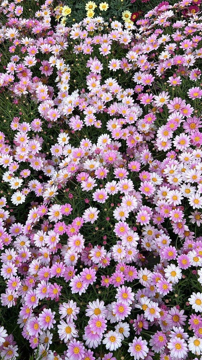 Solithra ☀️ tweet media