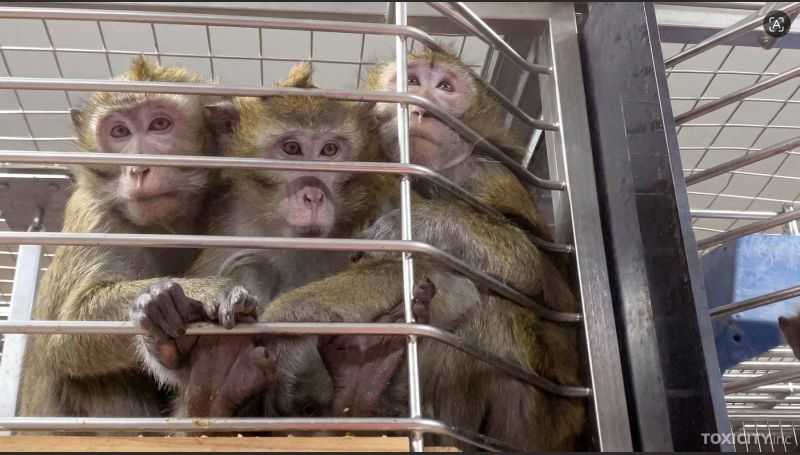 Action4Primates's tweet image. Every year, #Mauritius exports many thousands of long-tailed #macaques to testing laboratories in the UK, Europe &amp;amp; USA to suffer &amp;amp; die in regulatory toxicity tests. Please help them: toxicity.inc
lemauricien.com/actualites/soc…