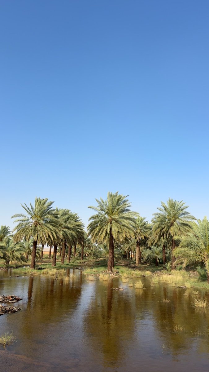 مدمن شآهي tweet media