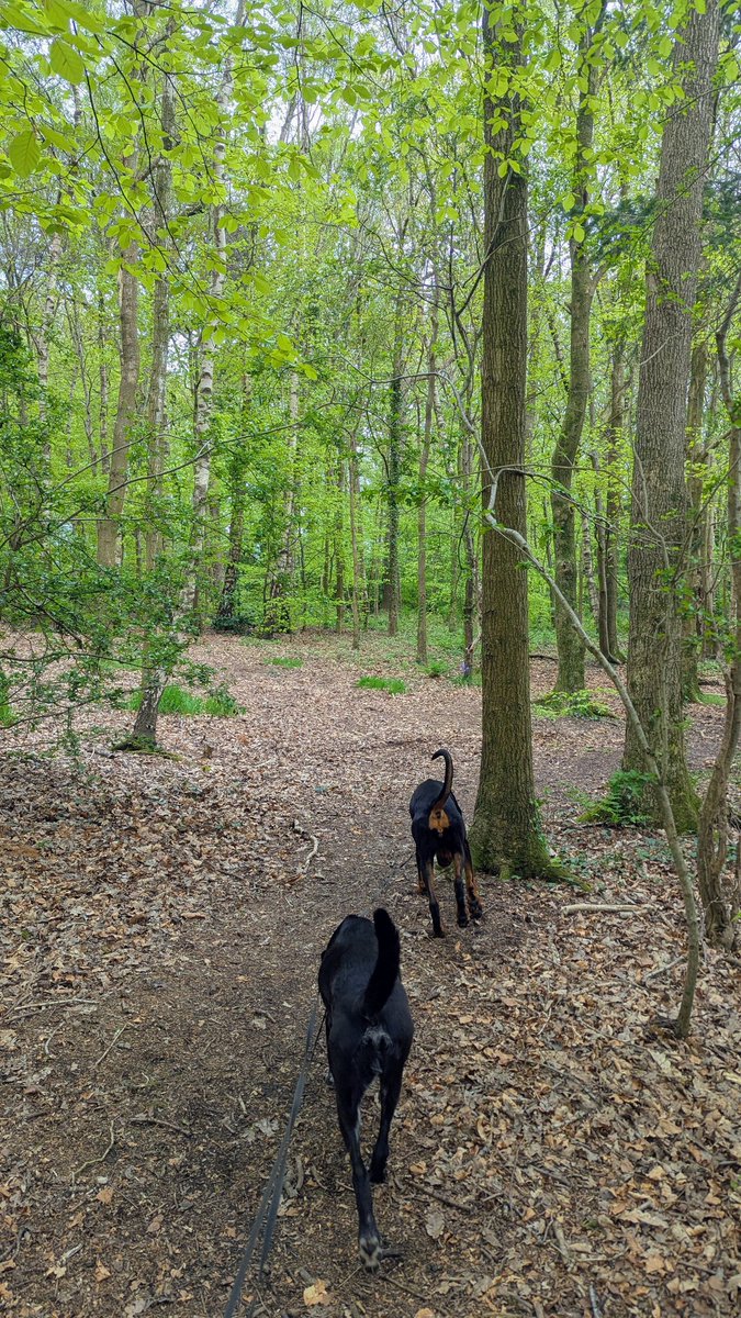 NotBadForHerAge's tweet image. Enjoying a woodland walk with #Damson and #Fred this afternoon. Hope you're enjoying a good day, whatever you're doing 😊🐾🐾