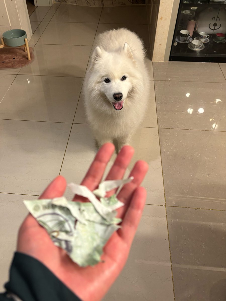 북극솜 tweet media