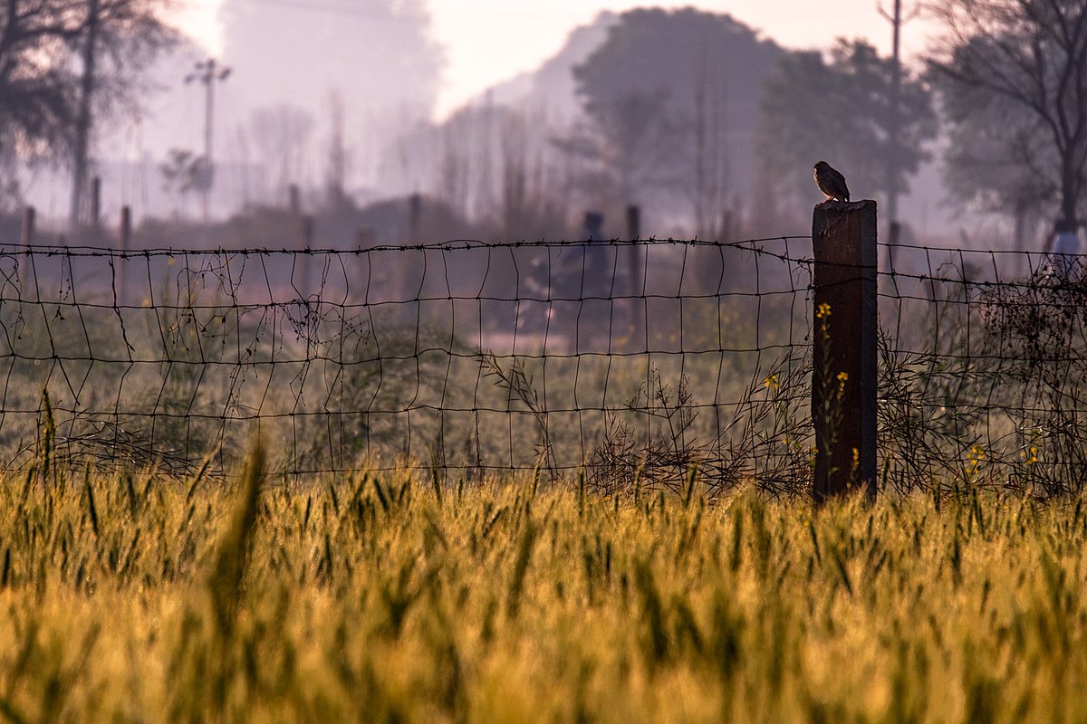 slitoff's tweet image. Check out this photo I have for sale of #morning in #rural #India.  1-stuart-litoff.pixels.com/featured/morni…

#landscape #landscapephotography #backlit #early #dawn #travel #travelphotography #indiatravel #crops #fences #bird #foggy #weather