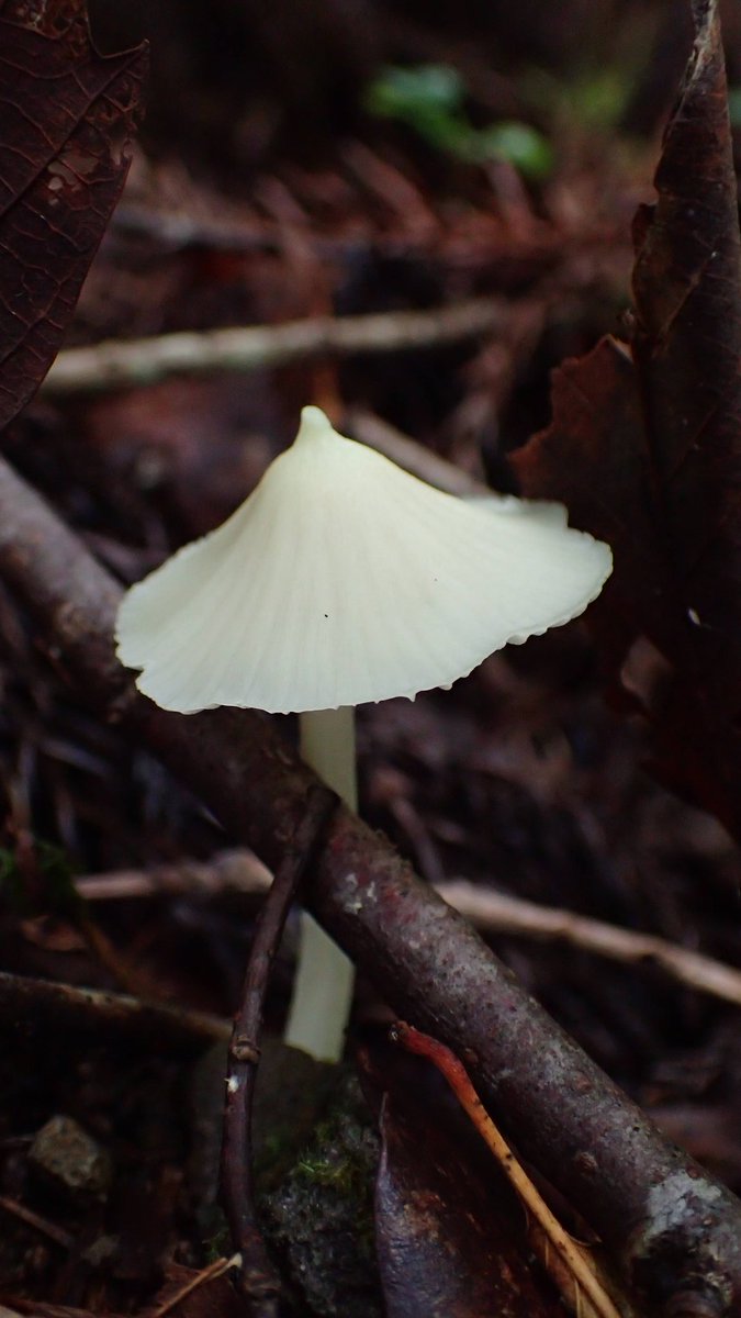 今日のきのこ写真🍄

とんがり

 #きのこ
 #きのこれくしょん
 #可爱的蘑菇
 #目指せ1日1きのこ 1716日目