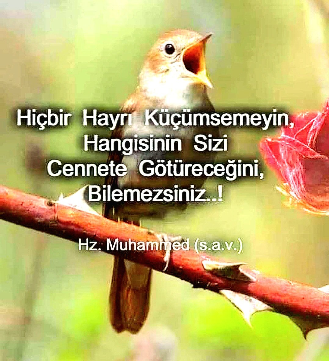 ℂİℍ𝔸𝕋 İℕℂ𝔼 🇹🇷 🇹🇷🇹🇷 (@cince5838) on Twitter photo 