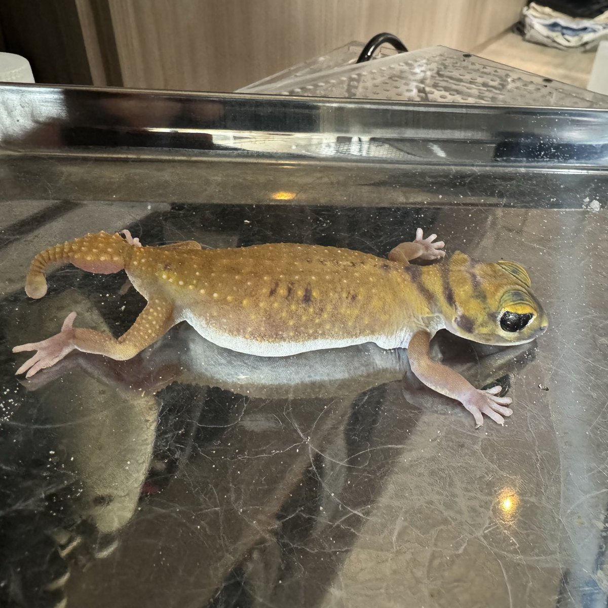 levis416's tweet photo. @CloeReptiles こんな感じで口呼吸始めて数分で止まりました。腹腔内は出血もなく、腸管の異常もありませんでしたね。1つ完成サイズの卵があったくらいで。本当にさっぱり意味がわかりません••• https://t.co/qVnD2ZcV40