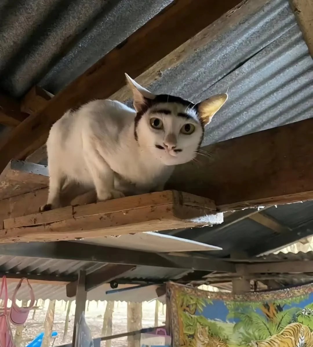 Daily Cat Posts tweet media